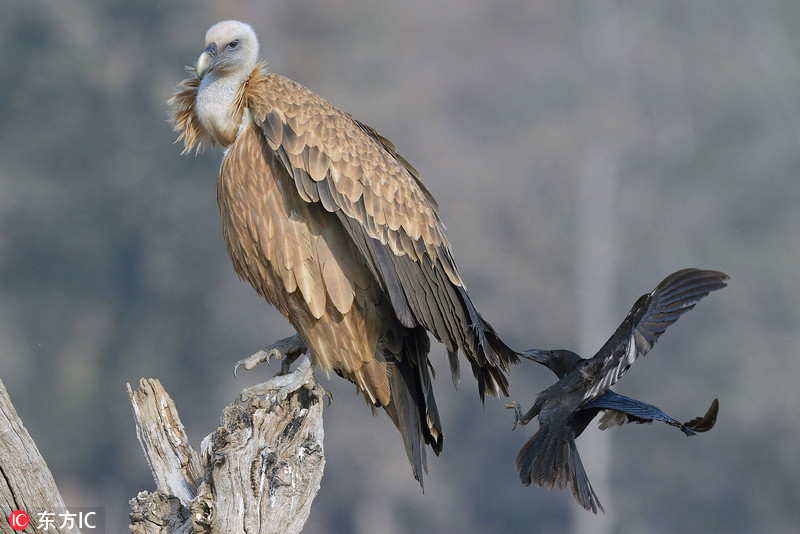 在城市乡村间 gary农民工的奋斗故事 示例图 - 说明文字