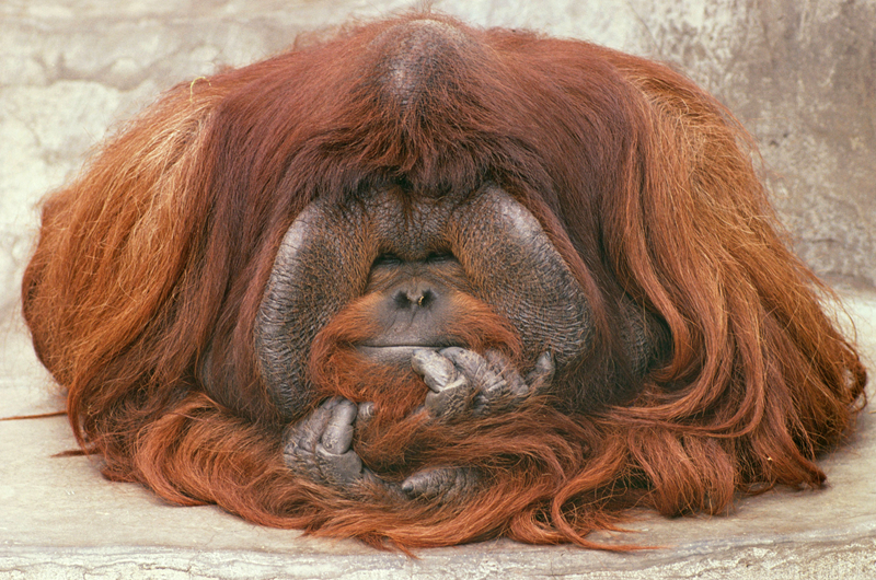 ...atri -my dear moments-手机版v 示例图 - 说明文字