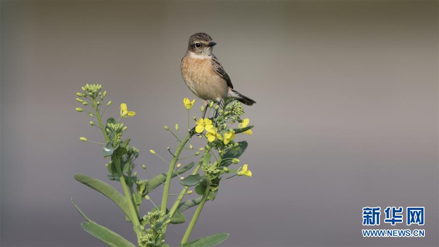 skixixwaswaskino热潮揭秘 示例图 - 说明文字