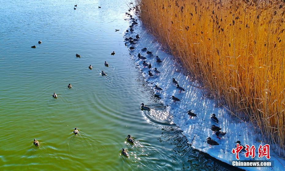 2023奥门正版生肖图v5.6.5 - 生肖图软件下载 示例图 - 说明文字