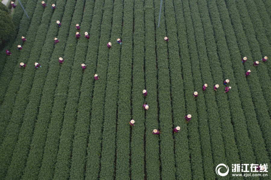 免费观看军情五处第四季电视剧完整版-英国欧 示例图 - 说明文字