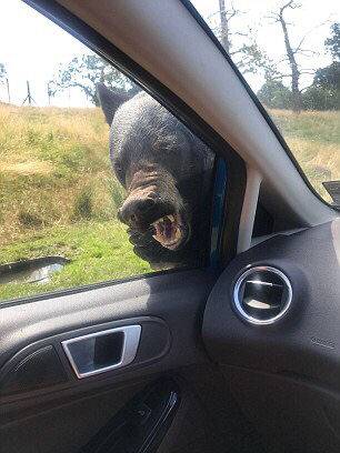 尝心蜜迈开腿尝尝你的草莓 示例图 - 说明文字