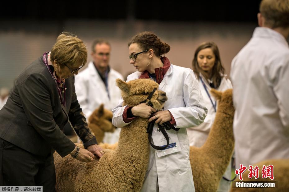 尝心蜜迈开腿尝尝你的草莓 示例图 - 说明文字